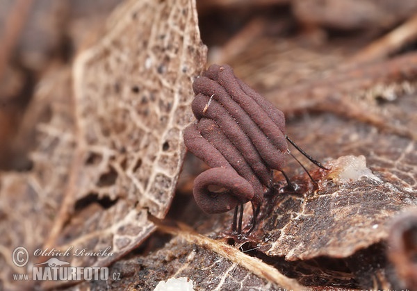 Stemonitis herbatica Mushroom (Stemonitis herbatica)