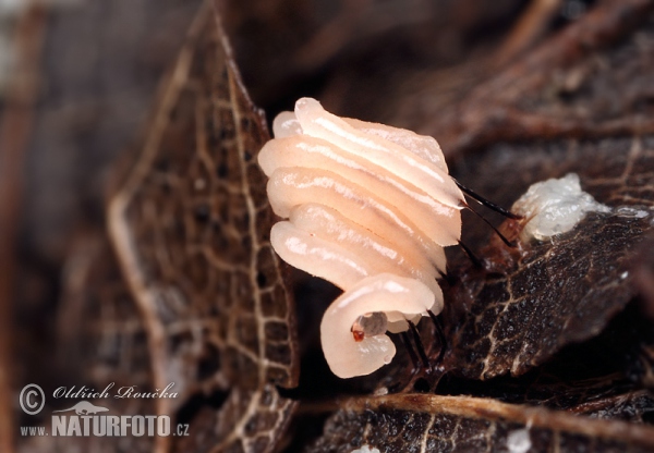 Stemonitis herbatica Mushroom (Stemonitis herbatica)