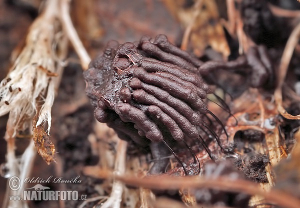 Stemonitis herbatica Mushroom (Stemonitis herbatica)