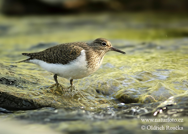 Strandsnipe