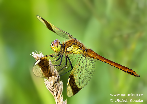 Sympetrum pedemontanum