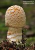 Amanita regalis