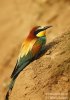 Bee-eater