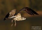 Burung Camar Melaka