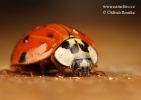 Coccinelle asiatique