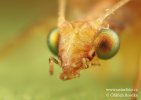 Common Green Lacewing