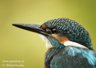 Common Kingfisher