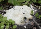 Dog´s vomit slime mould