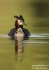 Great Crested Grebe