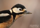 Great Spotted Woodpecker