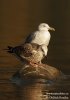 Herring Gull