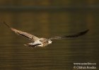 Herring Gull