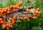 léocarpe fragilis