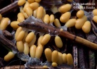 léocarpe fragilis