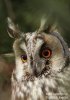 Long-eared Owl