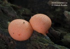 Lycogala epidendrum