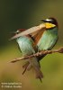 Merops apiaster