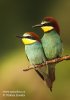 Merops apiaster