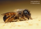 Osmia rufa