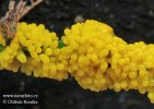 Physarum virescens