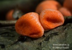 Slime mould