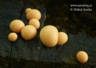 Slime mould