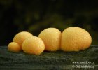 Slime mould