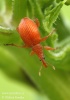 Small Pinky-red Weevil
