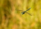 Southern Hawker Dragonfly