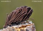 Stemonitis fusca