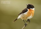 Stonechat