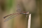 Sympecma fusca