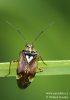 Tarnished plant Bug