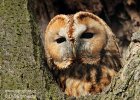 Tawny Owl