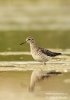 Wood Sandpiper