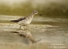 Wood Sandpiper