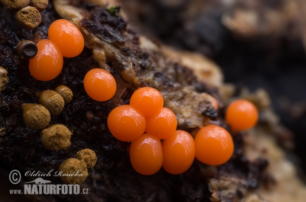 Trichia decipiens Mushroom (Trichia decipiens var. decipiens)