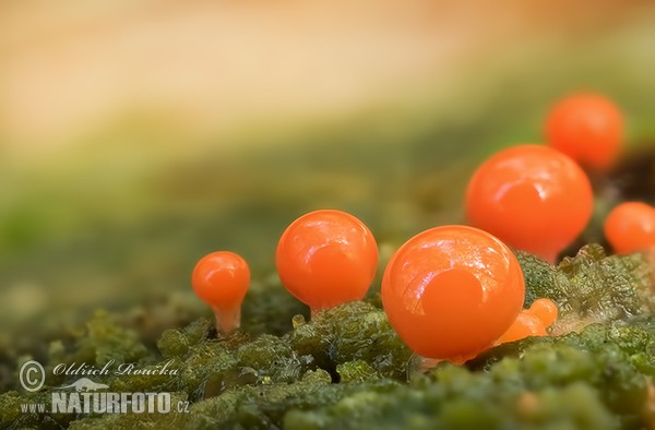 Trichia decipiens Mushroom (Trichia decipiens var. decipiens)
