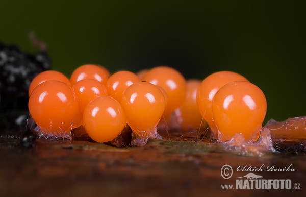 Trichia decipiens Mushroom (Trichia decipiens var. decipiens)