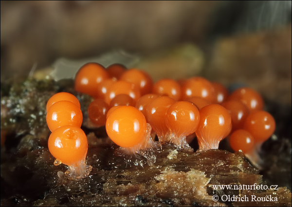 Trichia decipiens Mushroom (Trichia decipiens var. decipiens)
