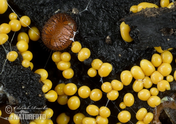 Trichia varia Mushroom (Trichia varia)