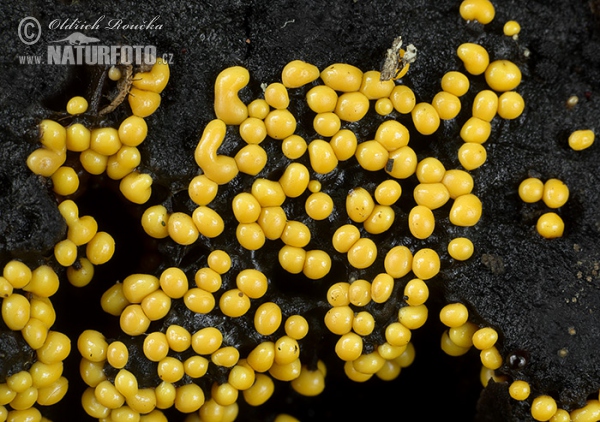 Trichia varia Mushroom (Trichia varia)