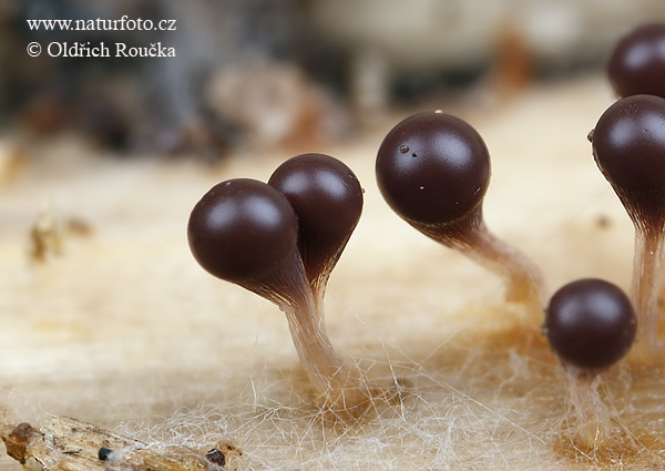 vlasnačka Mushroom (Trichia decipiens var. olivacea)