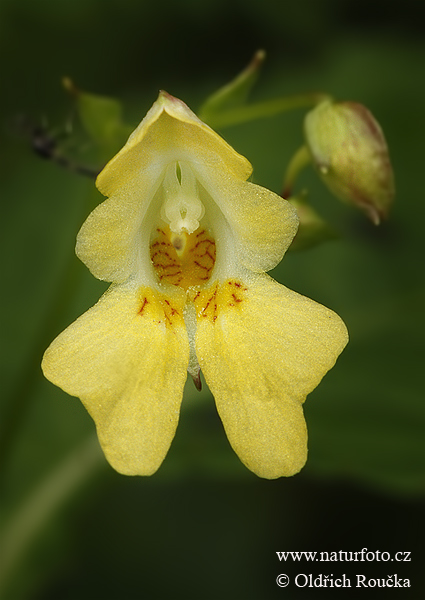 小花凤仙花