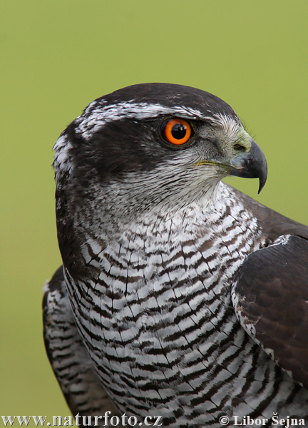 Accipiter gentilis