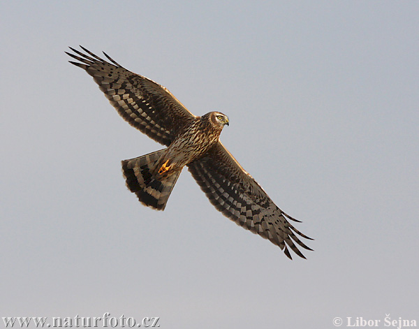 Aguilucho pálido