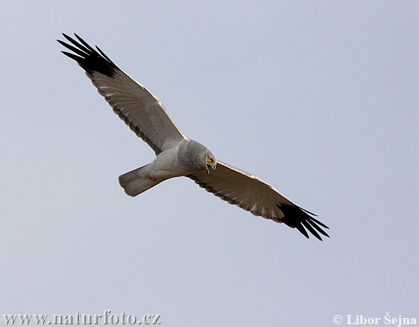 Aguilucho pálido