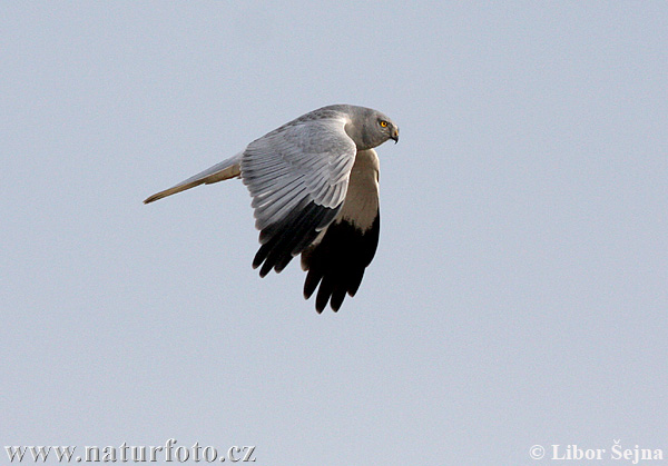 Aguilucho pálido