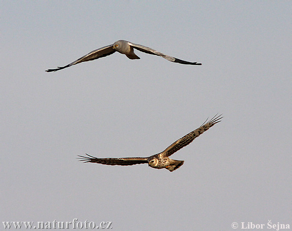 Aguilucho pálido