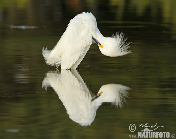 Aigrette neigeuse